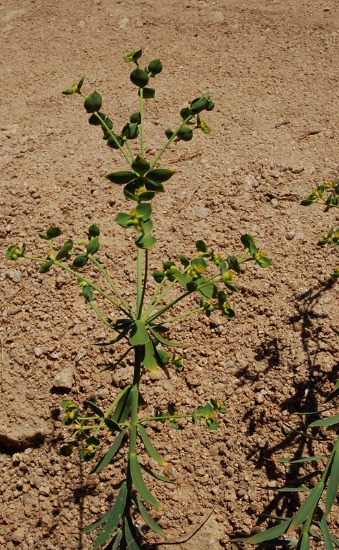 Aiuto per Euphorbia biumbellata